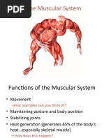 The Muscular System