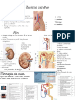 Sistema Urinário