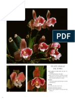 Lycaste Angelae Var Rubra PROT