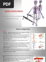 Tema 1 Vasos Sanguineos