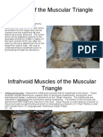 Borders of The Muscular Triangle