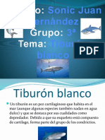 Tiburones Blancos Presentaciòn