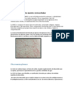 Matrix Extracelular