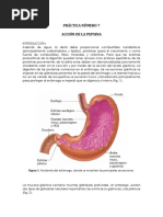 Practica 7 Pepsina