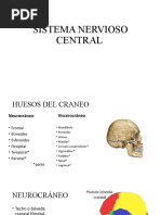 Clase# I0 - Anatomia Del Sistema Nervios