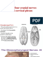 Lower Four Cranial Nerves and Cervical Plexus