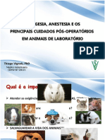 Analgesia, Anestesia E Os Principais Cuidados Pós-Operatórios em Animais de Laboratório