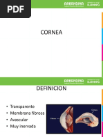 Cornea