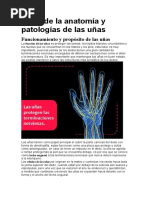 Aprende La Anatomía y Patologías de Las Uñas