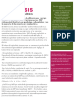 Glicolisis: Rendimiento Energético