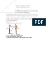 Resumen Anatomia Certamen I Maria Consuelo Bravo Pacheco: Osteologia