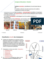 Organisation Du Thalle Et Reproduction Chez Les Champignons