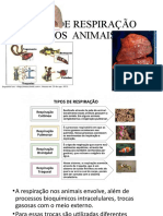 Tipos de Respiração Dos Animais