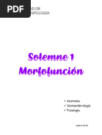 Solemne 1 Morfofunción