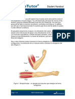 Muscle Laboratory Handout