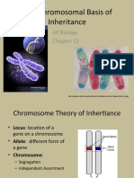 The Chromosomal Basis of Inheritance: AP Biology