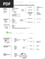 Esquema Afasias