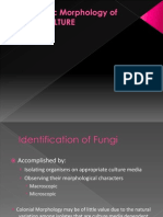 Exercise 11 - Microscopic Morphology of Fungal Culture