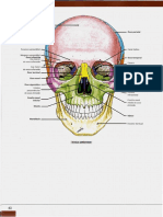 Material de Apoio (Ossos)