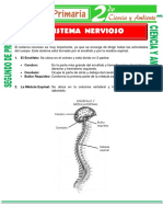 Sistema Nervioso para Segundo de Primaria