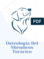 Osteología Del Miembros Torácico