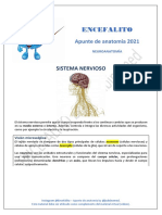 Encefalito: Apunte de Anatomía 2021