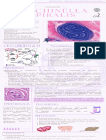 Infografía Trichinella Spiralis