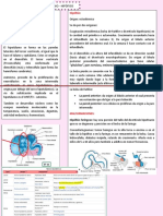 Hipófisis: Hipotálamo: Semana 6 y 7: Tuberalis e Intermedia (Esta Última No Tiene Mucha Importancia)