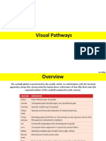 Visual Pathway - Lecture Slides