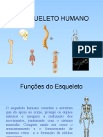 O Esqueleto Humano