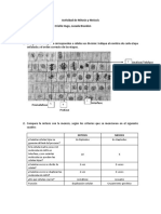 Mitosis y Meiosis - Grupo2