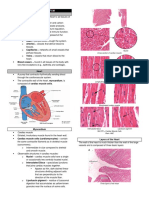 (Transes) Human Histology - 11 Cardiovascular System