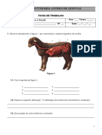 Sistema Digestivo 6ºano