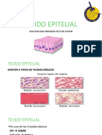 Tejido Epitelial PDF