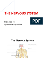 Nervous System