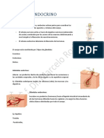 Sistema Endocrino