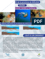 Anemonas Corales y Medusas PDF