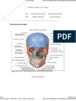 Aula de Anatomia - CRÂNIO COMO UM TODO