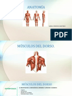 Musculos Del Dorso PDF