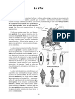 Práctica 14. Flor e Inflorescencia PDF