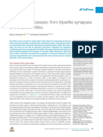 Tripartite Synapse and Active Milieu PDF