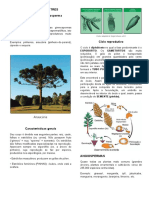 11 Aula - REINO VEGETAL - GIMNOSPERMA E ANGIOSPERMAS