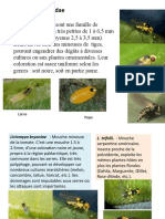 Diptera 1suite