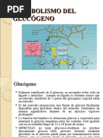 Metabolismo Del Glucógeno