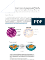 Onion and Human Cheek Cell