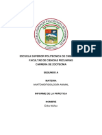 Informe Sistema Oseo Del Equino