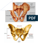 Pelvis