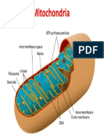 Mitochondria