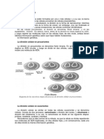 Mitosis y Meiosis - 1