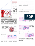Fecundacion